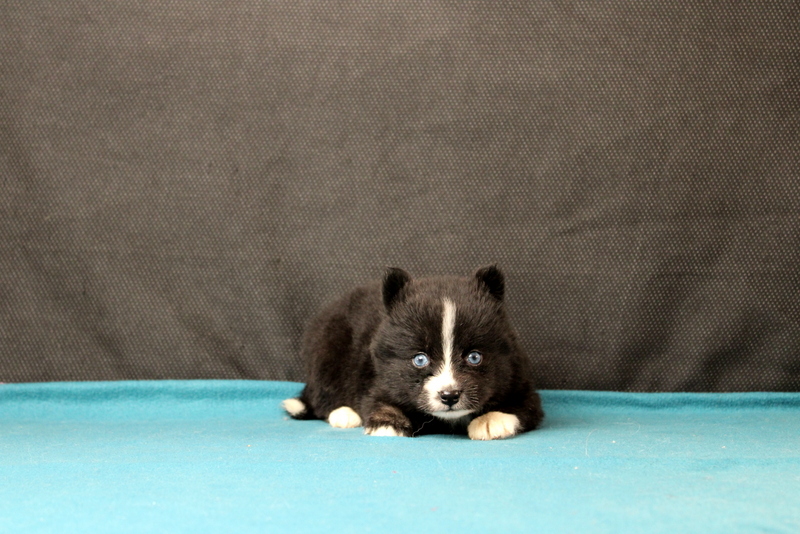 puppy, for, sale, Pomsky, Matthew B. Stoltzfus, dog, breeder, Gap, PA, dog-breeder, puppy-for-sale, forsale, nearby, find, puppyfind, locator, puppylocator, aca